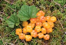 cloudberry